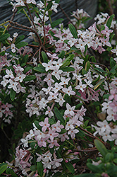 Burkwood Daphne (Daphne x burkwoodii) at Valley View Farms