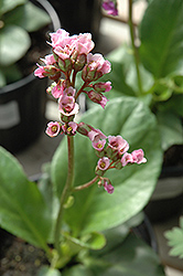 Red Beauty Bergenia (Bergenia cordifolia 'Red Beauty') at Valley View Farms