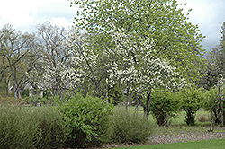 Friar Plum (Prunus 'Friar') at Valley View Farms