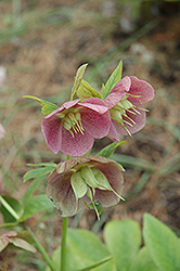 Pink Lady Hellebore (Helleborus 'Pink Lady') at Valley View Farms