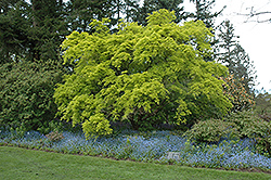 Aureum Japanese Maple (Acer palmatum 'Aureum') at Valley View Farms