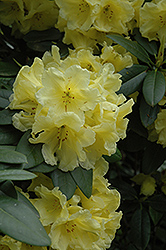Hotei Rhododendron (Rhododendron 'Hotei') at Valley View Farms