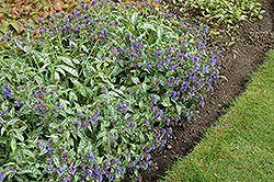 Trevi Fountain Lungwort (Pulmonaria 'Trevi Fountain') at Valley View Farms