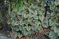 Green Spice Coral Bells (Heuchera 'Green Spice') at Valley View Farms