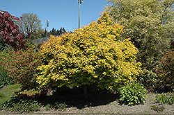 Katsura Japanese Maple (Acer palmatum 'Katsura') at Valley View Farms