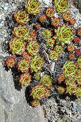 Sunset Hens And Chicks (Sempervivum 'Sunset') at Valley View Farms