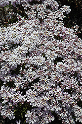 Pink Ice Candytuft (Iberis 'Pink Ice') at Valley View Farms