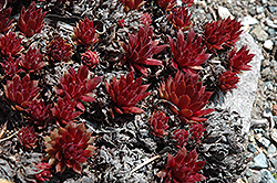 Royal Ruby Hens And Chicks (Sempervivum 'Royal Ruby') at Valley View Farms