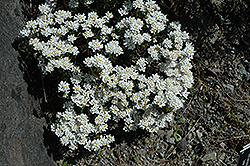 Snowflake Candytuft (Iberis sempervirens 'Snowflake') at Valley View Farms