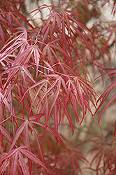 Ribbon-leaf Japanese Maple (Acer palmatum 'Atrolineare') at Valley View Farms