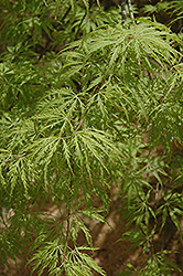 Filigree Green Lace Japanese Maple (Acer palmatum 'Filigree Green Lace') at Valley View Farms