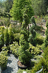 Common Boxwood (spiral) (Buxus sempervirens '(spiral)') at Valley View Farms