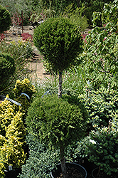 Spartan Juniper (pom pom) (Juniperus chinensis 'Spartan (pom pom)') at Valley View Farms