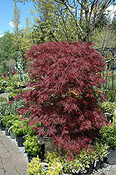 Red Dragon Japanese Maple (Acer palmatum 'Red Dragon') at Valley View Farms