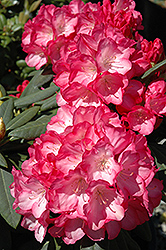 Fantastica Rhododendron (Rhododendron 'Fantastica') at Valley View Farms