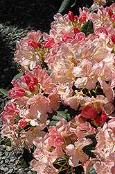 Percy Wiseman Rhododendron (Rhododendron 'Percy Wiseman') at Valley View Farms