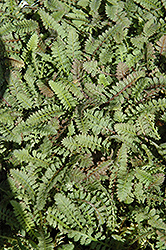 Brass Buttons (Leptinella squalida) at Valley View Farms
