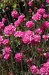 Red-leaved Sea Thrift (Armeria maritima 'Rubrifolia') at Valley View Farms