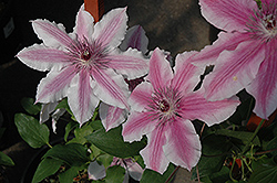 Carnaby Clematis (Clematis 'Carnaby') at Valley View Farms