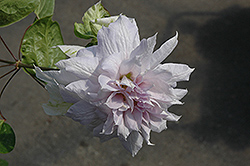 Belle of Woking Clematis (Clematis 'Belle of Woking') at Valley View Farms