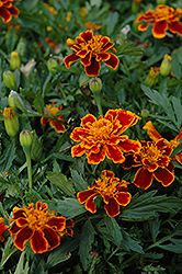 Durango Flame Marigold (Tagetes patula 'Durango Flame') at Valley View Farms