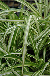 Spider Plant (Chlorophytum comosum) at Valley View Farms