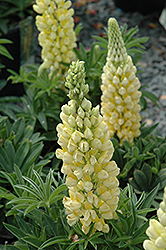 Gallery Yellow Lupine (Lupinus 'Gallery Yellow') at Valley View Farms