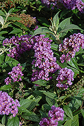 Lo & Behold Purple Haze Butterfly Bush (Buddleia 'Purple Haze') at Valley View Farms