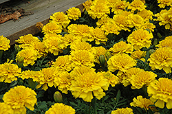 Janie Bright Yellow Marigold (Tagetes patula 'Janie Bright Yellow') at Valley View Farms