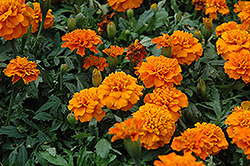 Janie Deep Orange Marigold (Tagetes patula 'Janie Deep Orange') at Valley View Farms