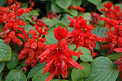 Red Hot Sally Salvia (Salvia splendens 'Red Hot Sally') at Valley View Farms