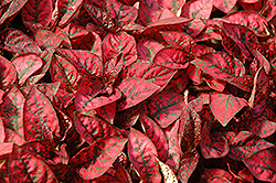 Splash Select Red Polka Dot Plant (Hypoestes phyllostachya 'PAS2344') at Valley View Farms