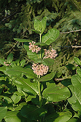 Common Milkweed (Asclepias syriaca) at Valley View Farms
