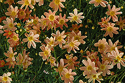 Sienna Sunset Tickseed (Coreopsis 'Sienna Sunset') at Valley View Farms