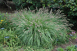 Fountain Grass (Pennisetum alopecuroides) at Valley View Farms