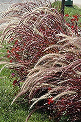 Fireworks Fountain Grass (Pennisetum setaceum 'Fireworks') at Valley View Farms