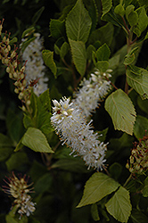 Sugartina Crystalina Summersweet (Clethra alnifolia 'Crystalina') at Valley View Farms