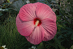 Party Favor Hibiscus (Hibiscus 'Party Favor') at Valley View Farms
