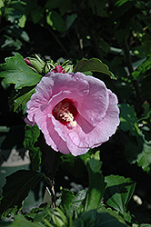 Minerva Rose of Sharon (Hibiscus syriacus 'Minerva') at Valley View Farms