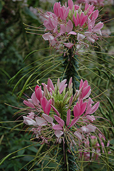 Rose Queen Spiderflower (Cleome hassleriana 'Rose Queen') at Valley View Farms