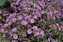 Woods Purple Aster (Symphyotrichum 'Woods Purple') at Valley View Farms