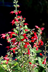 Summer Jewel Red Sage (Salvia 'Summer Jewel Red') at Valley View Farms