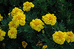Durango Yellow Marigold (Tagetes patula 'Durango Yellow') at Valley View Farms
