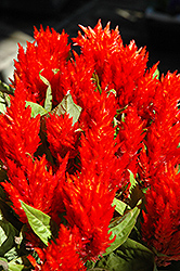 Red Plumed Celosia (Celosia plumosa 'Red') at Valley View Farms