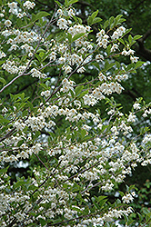 Emerald Pagoda Japanese Snowbell (Styrax japonicus 'Emerald Pagoda') at Valley View Farms