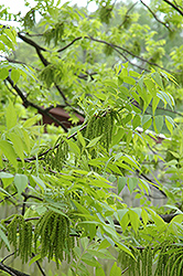 Pecan (Carya illinoinensis) at Valley View Farms