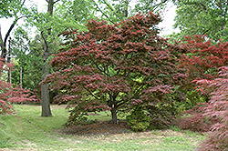 Ribbon-leaf Japanese Maple (Acer palmatum 'Atrolineare') at Valley View Farms