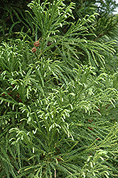 Yoshino Japanese Cedar (Cryptomeria japonica 'Yoshino') at Valley View Farms