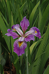 Southern Blue Flag Iris (Iris virginica) at Valley View Farms