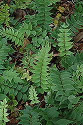 Japanese Holly Fern (Cyrtomium fortunei) at Valley View Farms